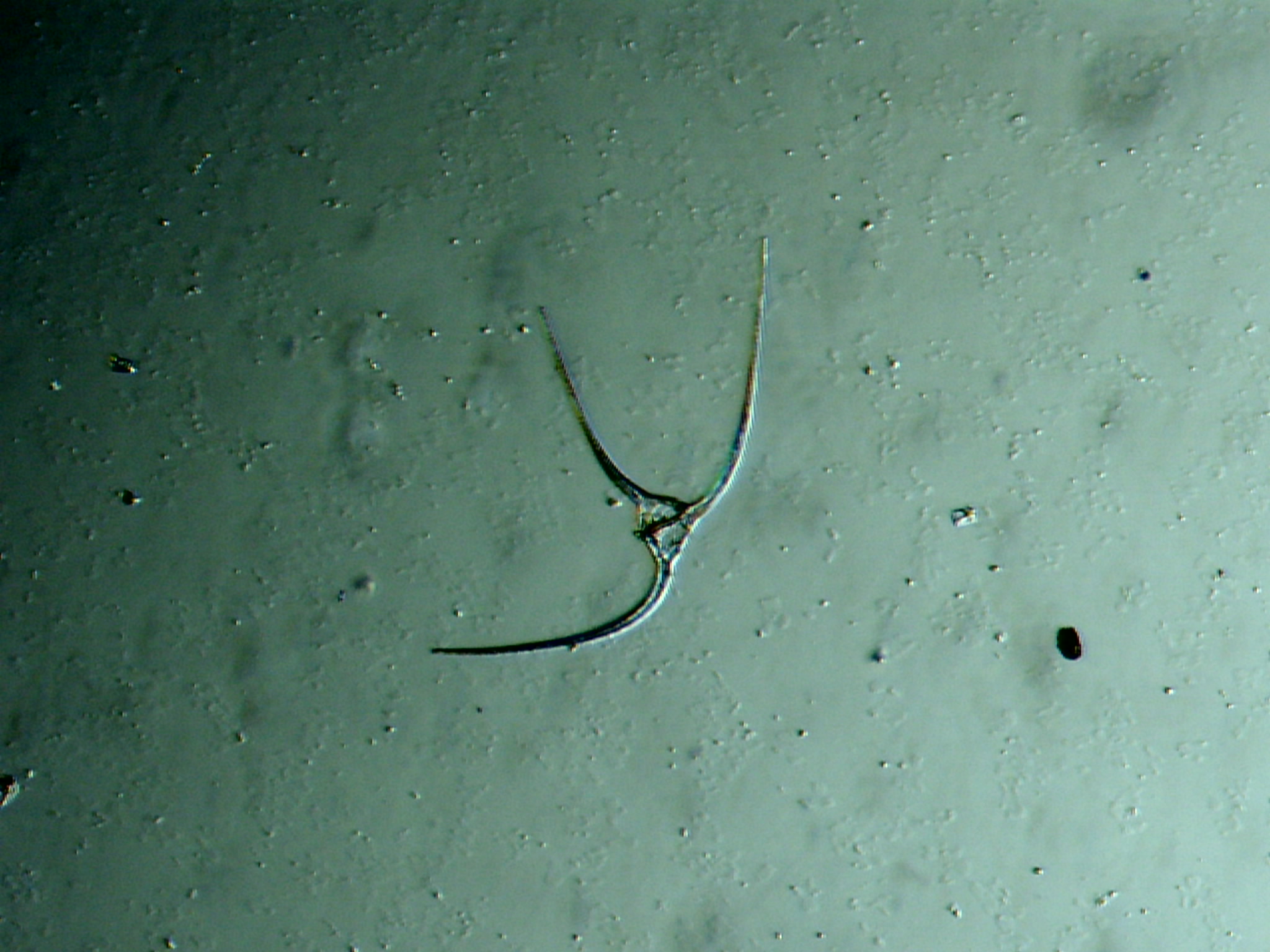Dinoflagellé Cératium ©Eric Brossier-Vagabond