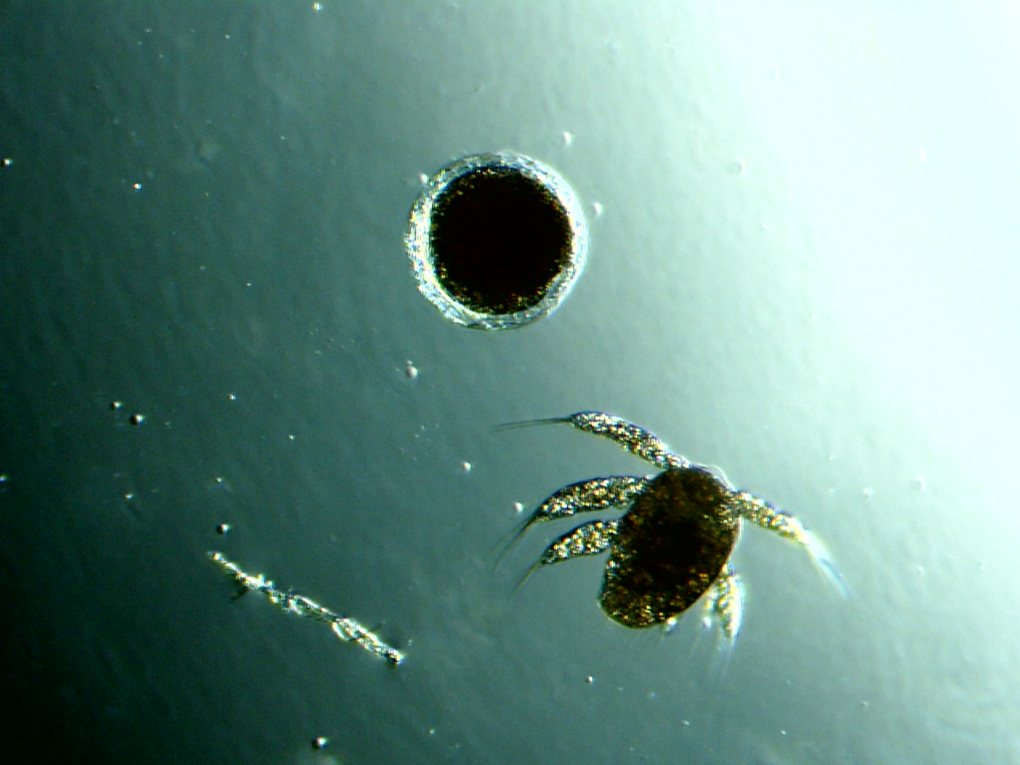 Diatomée et larve nauplii de copépode ©Eric Brossier-Vagabond