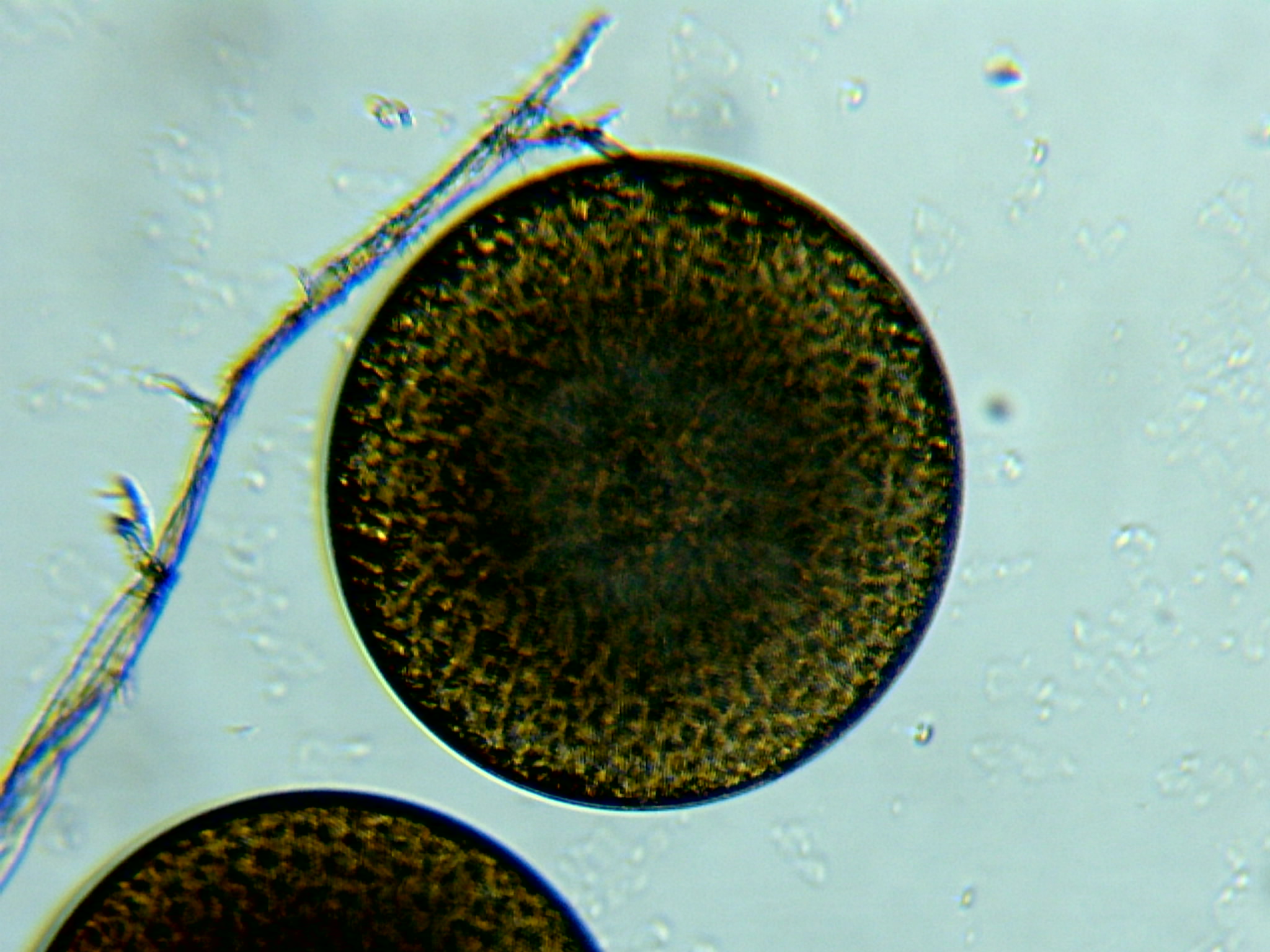 Diatomée Coscinodiscus ©Eric Brossier-Vagabond