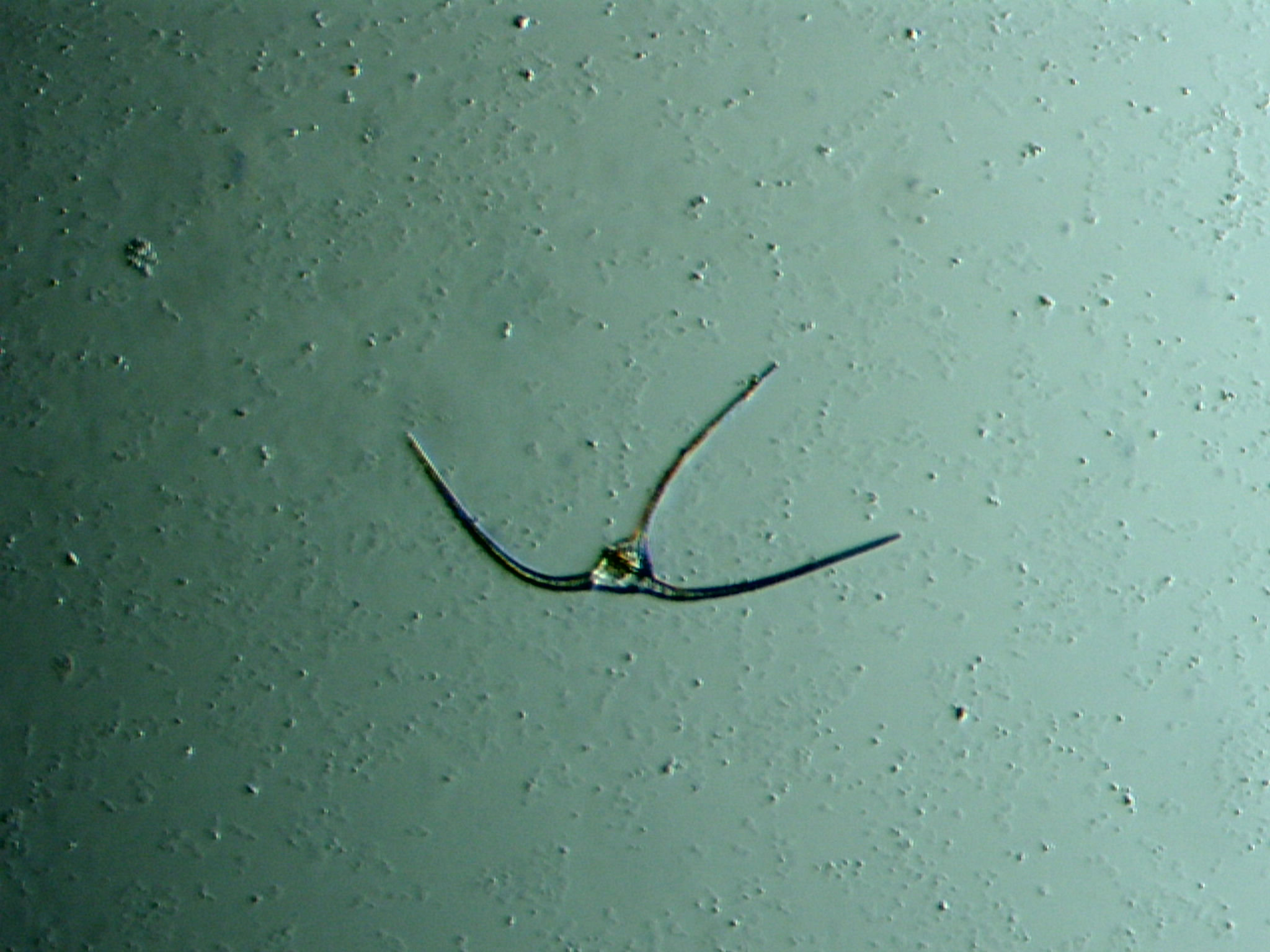 Dinoflagellé Cératium ©Eric Brossier-Vagabond