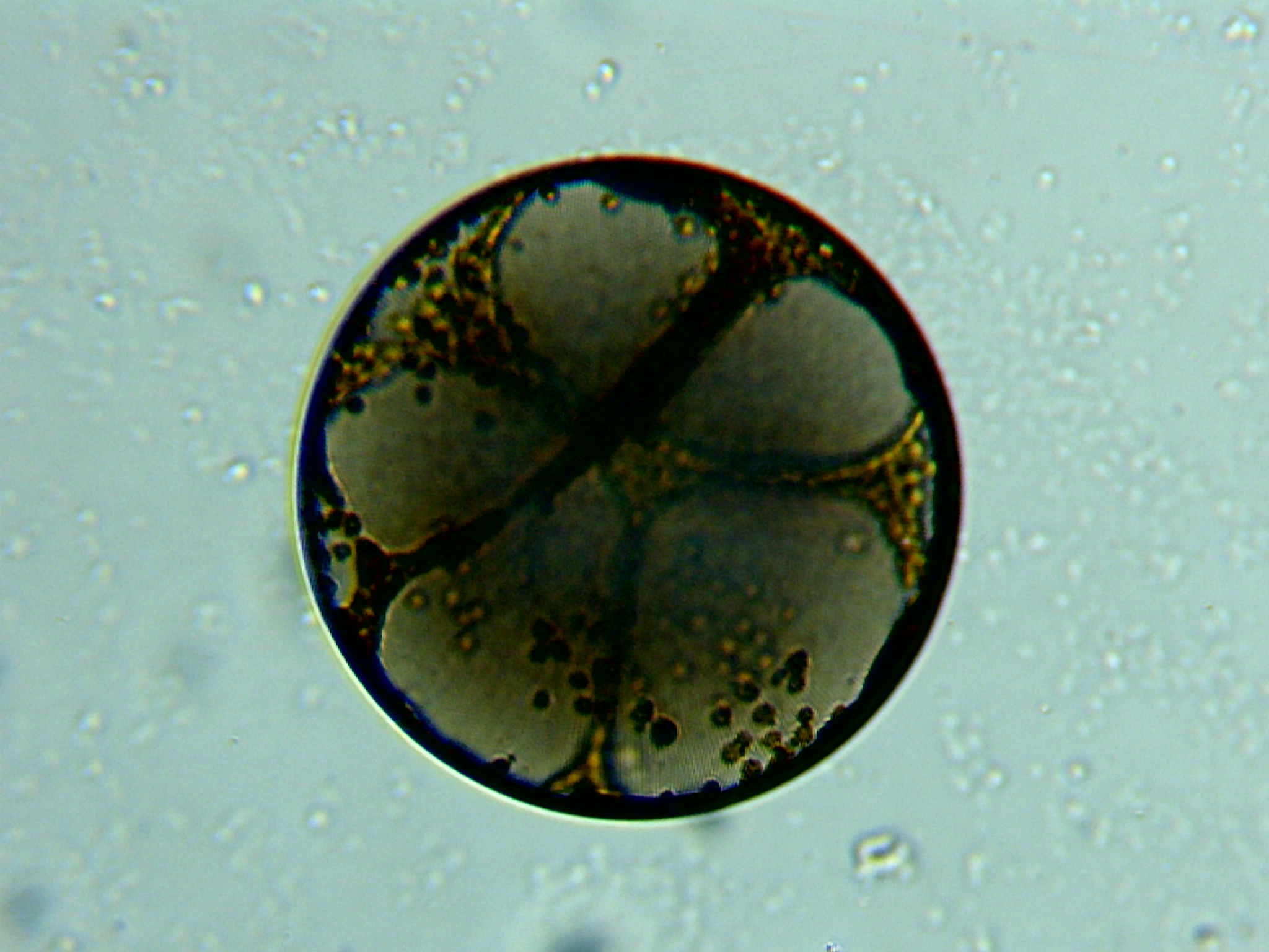 Diatomée Coscinodiscus ©Eric Brossier-Vagabond
