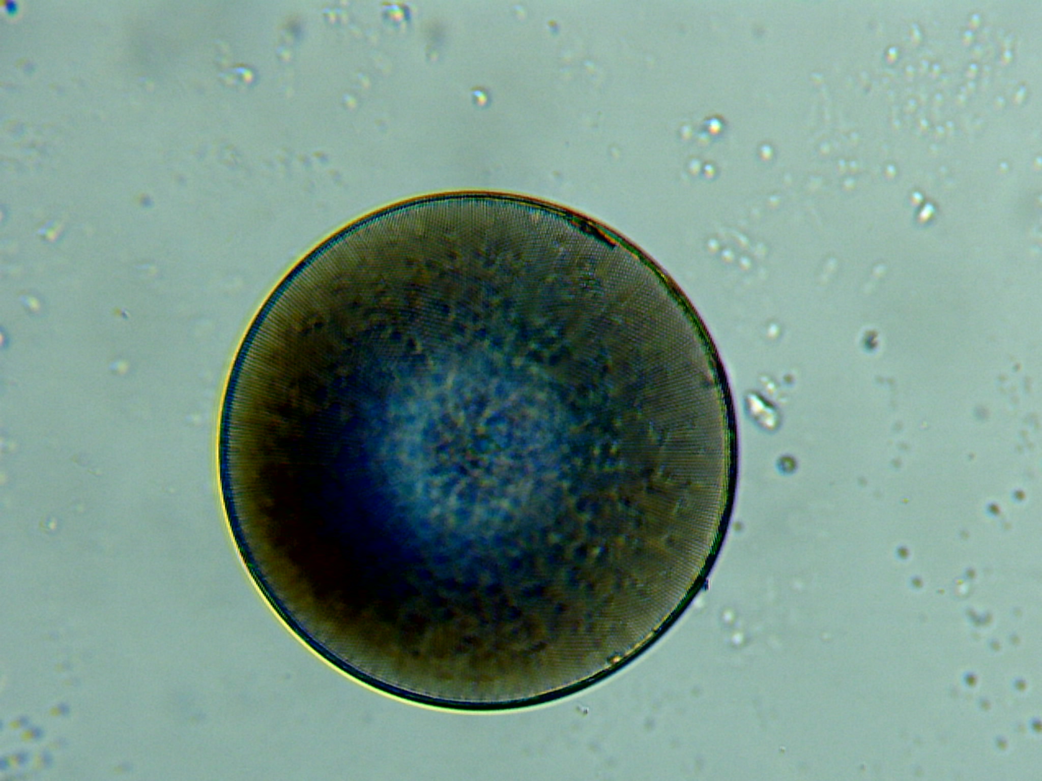 Diatomée Coscinodiscus ©Eric Brossier-Vagabond